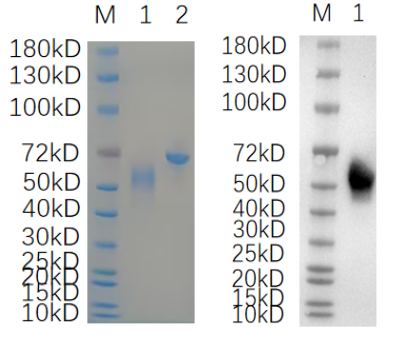 Reducing 4%-20% SDS-PAGE (CBB stained) and WB (Anti-His Mouse Monoclonal antibody) analysis profiles of purified CCN4.
1.CCN4: 1 μg
2.BSA: 1 μg